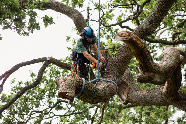 Best Storm Damage Tree Cleanup  in Kings Grant, NC