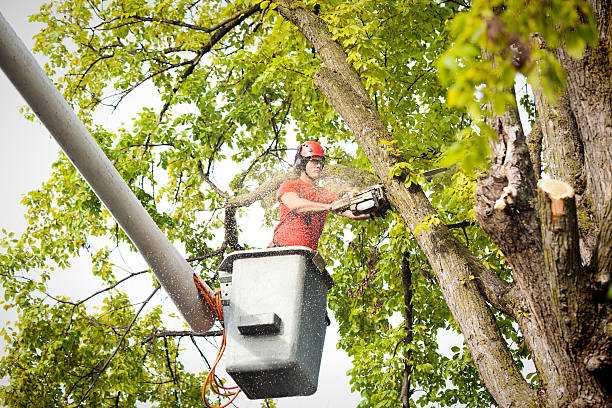 Best Emergency Tree Removal  in Kings Grant, NC