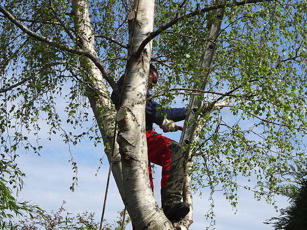 Best Utility Line Clearance  in Kings Grant, NC